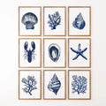 Set of 9 Coastal Prints. Lobster, Starfish, Seaweed, Shell