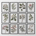 Magnolia, Fuchsia, Fig Plant Prints. Green Set of 12 Wall Art