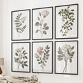 Cotton Flower, Rose Vintage Art. Botanical Print Set of 6