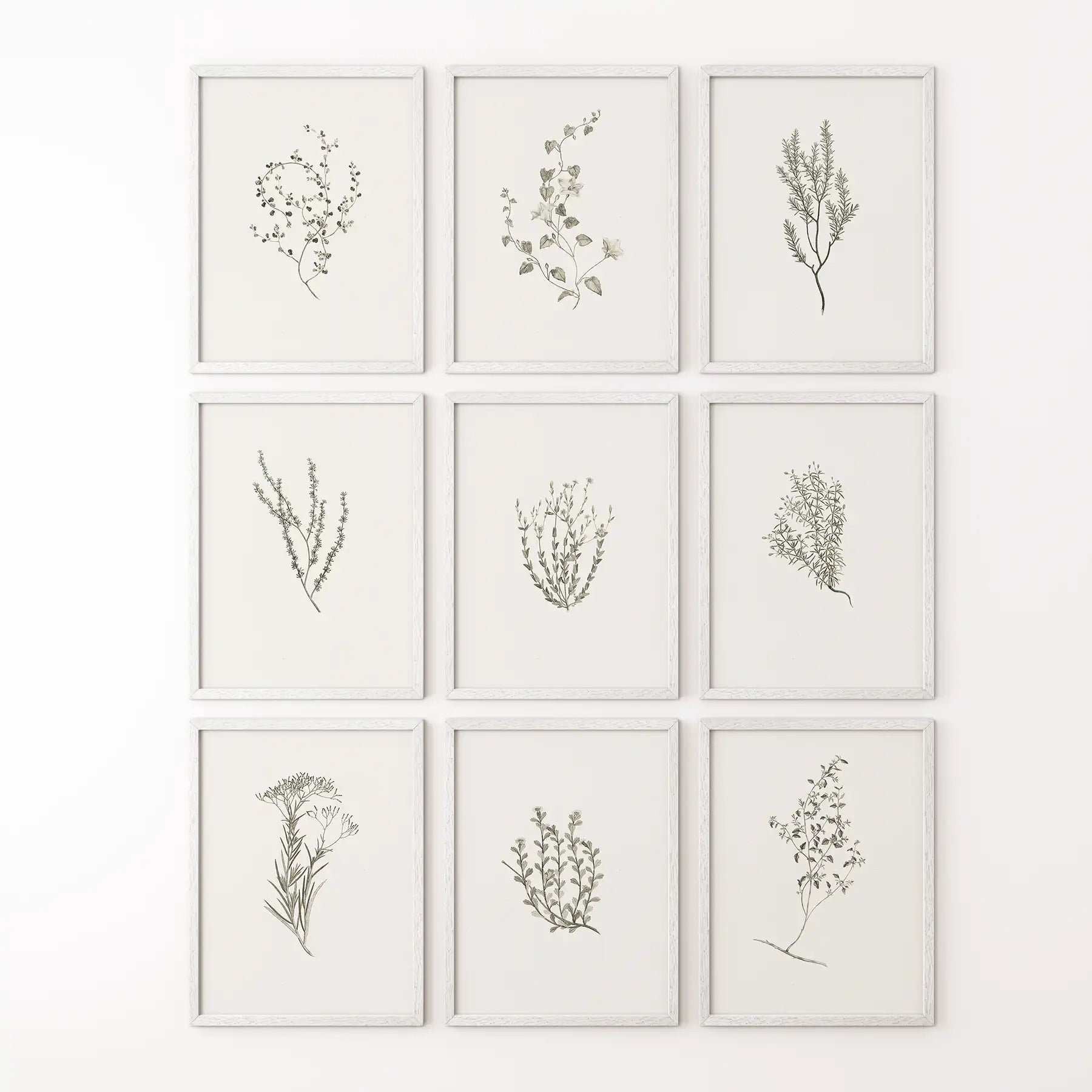 Botanical Wall Art Set of 9. Vintage Herbal Plant Prints