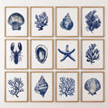 Bundle Coral, Shell, Lobster Wall Art. Set of 12 Artwork
