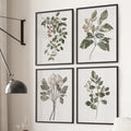 Vintage Plant Drawing Posters. Set of 4 Floral Art Prints