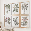 Botanical Wall Art Set of 6 Prints. Rosehip Decor