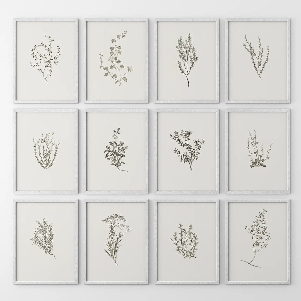 Minimalist Herbal Botanical Wall Art. Vintage Set of 12 Prints