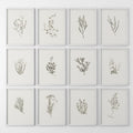 Minimalist Herbal Botanical Wall Art. Vintage Set of 12 Prints
