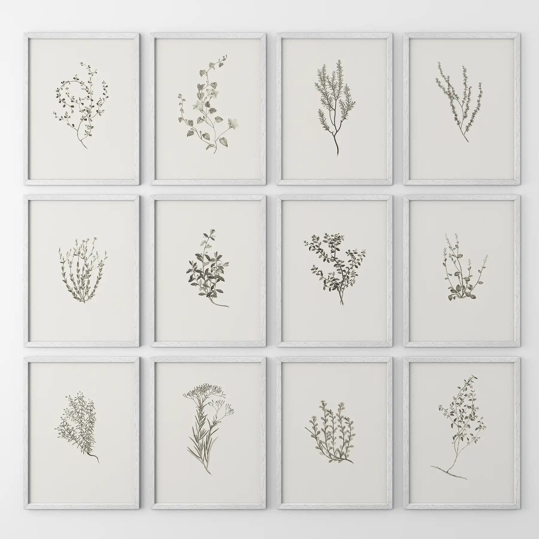 Minimalist Herbal Botanical Wall Art. Vintage Set of 12 Prints