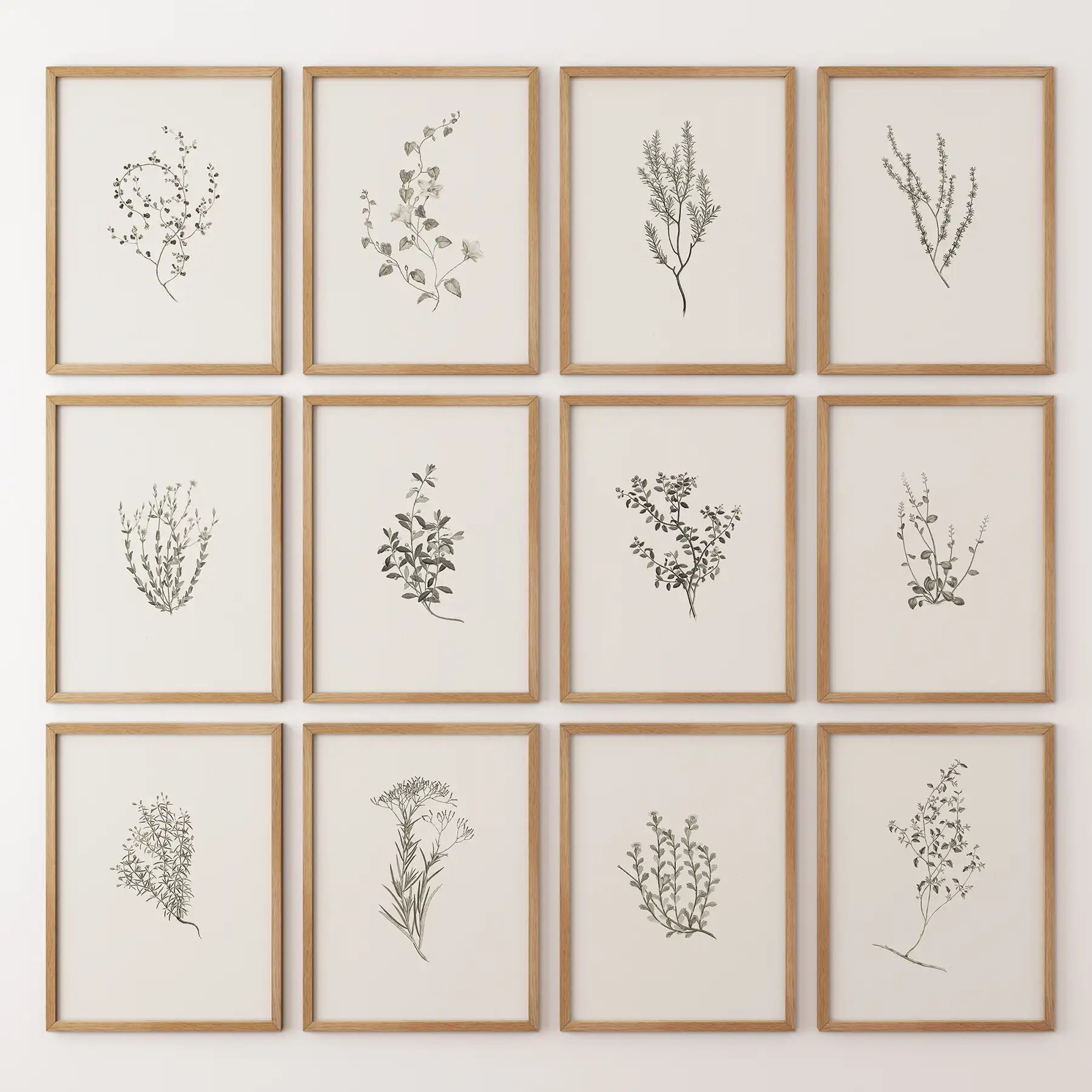 Minimalist Herbal Botanical Wall Art. Vintage Set of 12 Prints