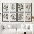Antique Botanical set of 8 Prints. White Rose Wall Art