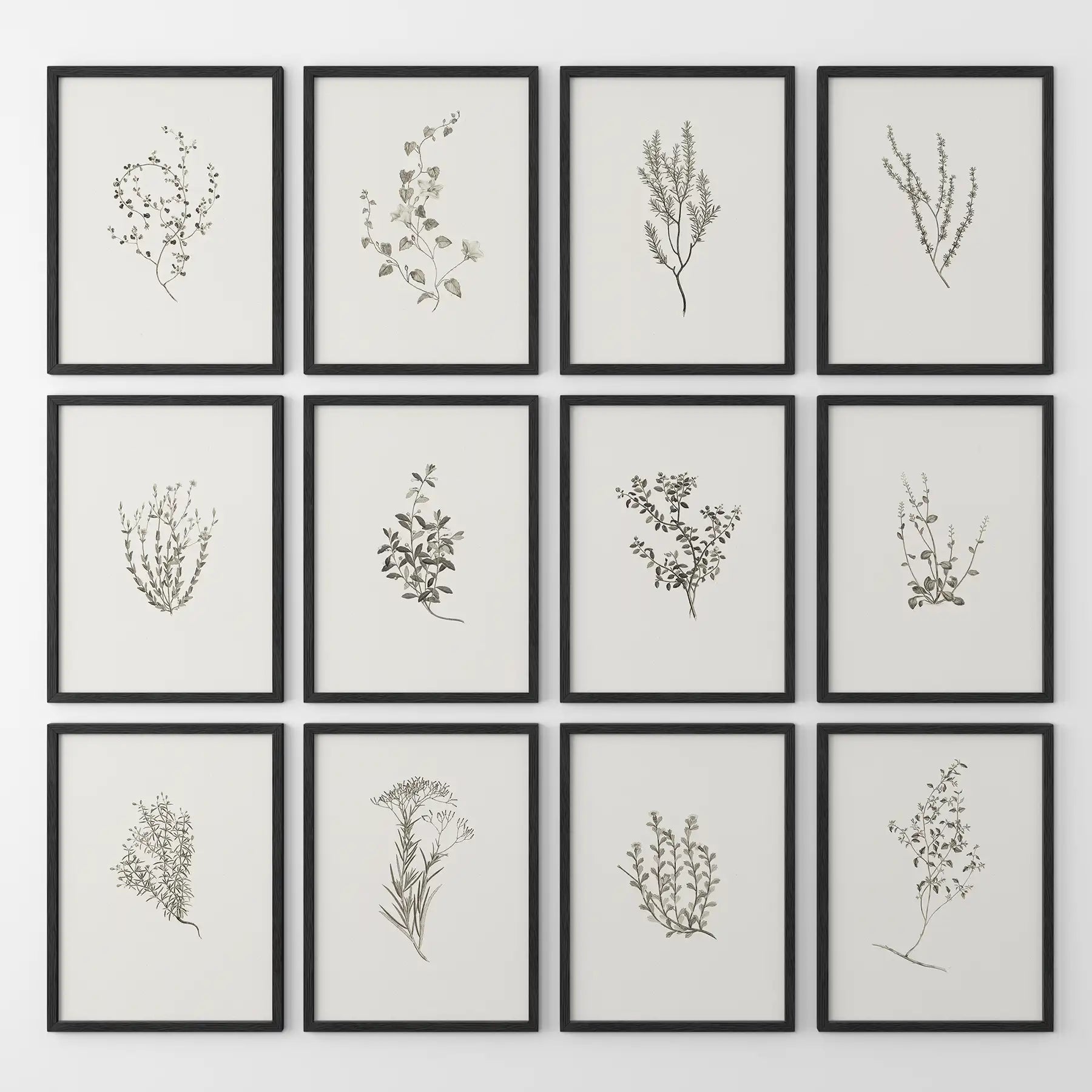 Minimalist Herbal Botanical Wall Art. Vintage Set of 12 Prints